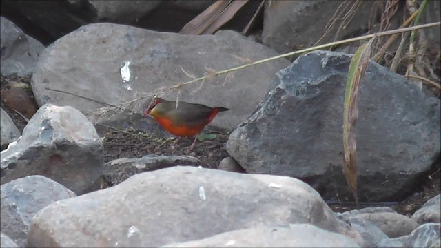 Zebra Waxbill - ML201086761