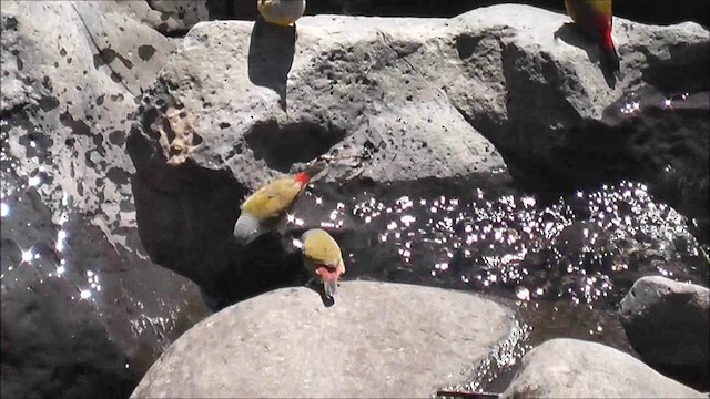 チャムネカエデチョウ（ochrogaster） - ML201086781