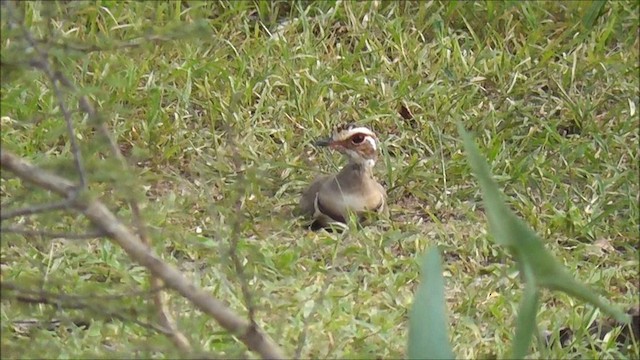 Bronze-winged Courser - ML201086801