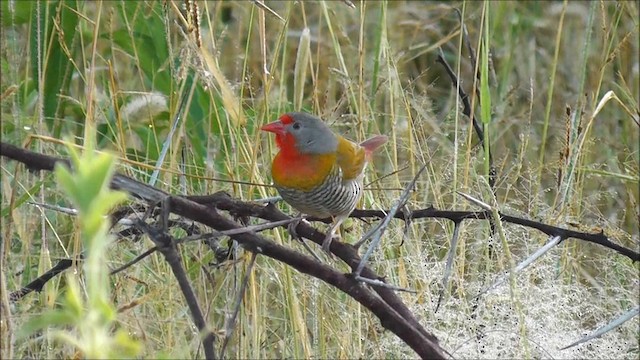 Green-winged Pytilia - ML201086811