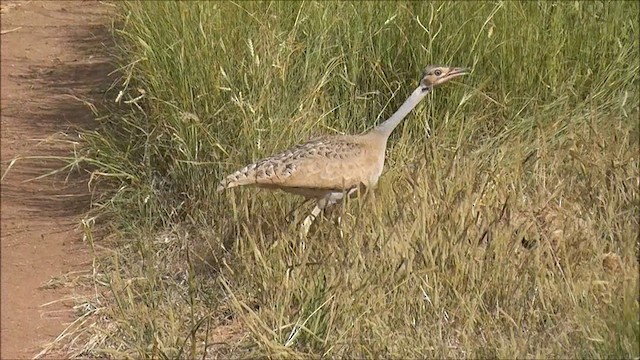 White-bellied Bustard (White-bellied) - ML201086821