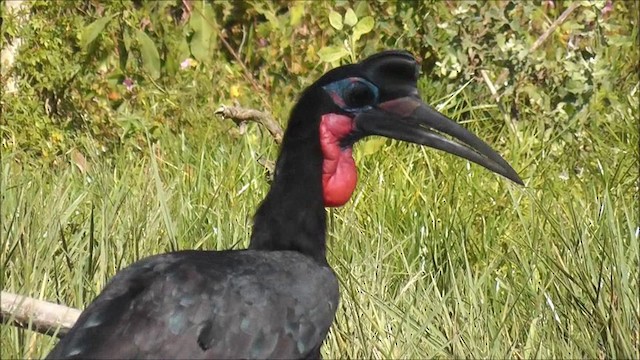 Blaugesicht-Hornrabe - ML201086841