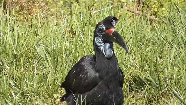 blåmaskehornravn - ML201086851