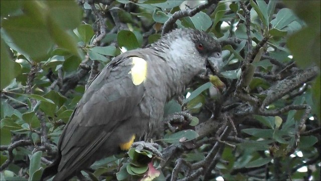 Rüppell's Parrot - ML201086871