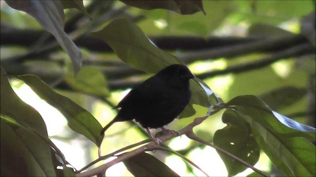 St. Lucia Black Finch - ML201086901