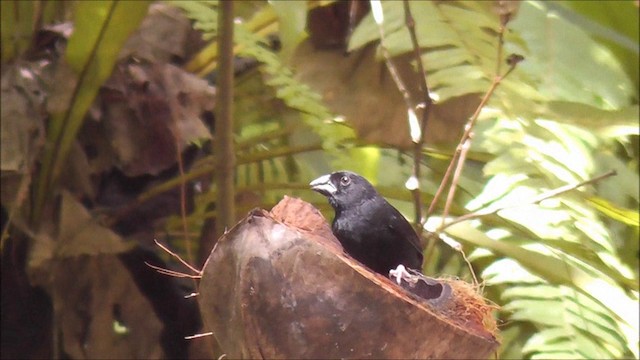 St. Lucia Black Finch - ML201086911