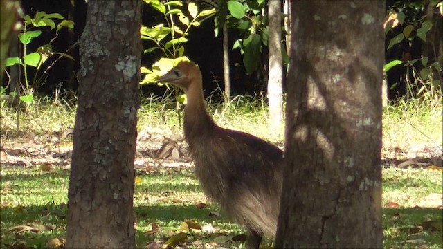 Southern Cassowary - ML201086931