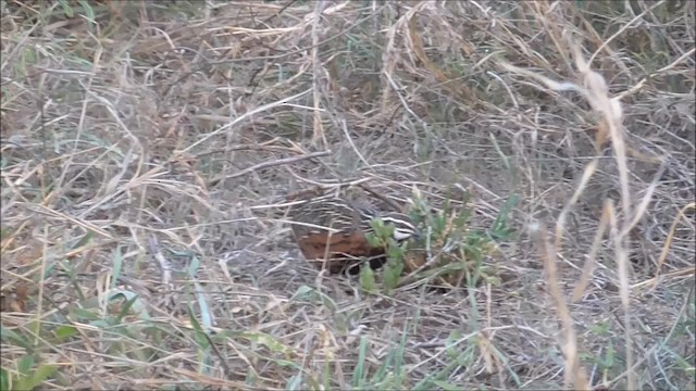 Harlequin Quail - ML201086961