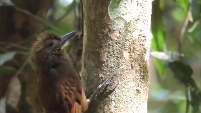 Tawny-winged Woodcreeper - ML201086971