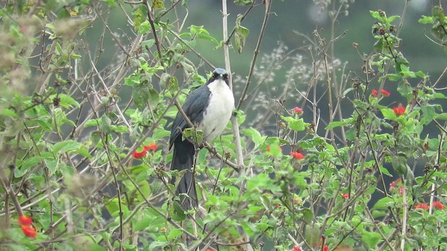 Blue-and-white Mockingbird - ML201086991