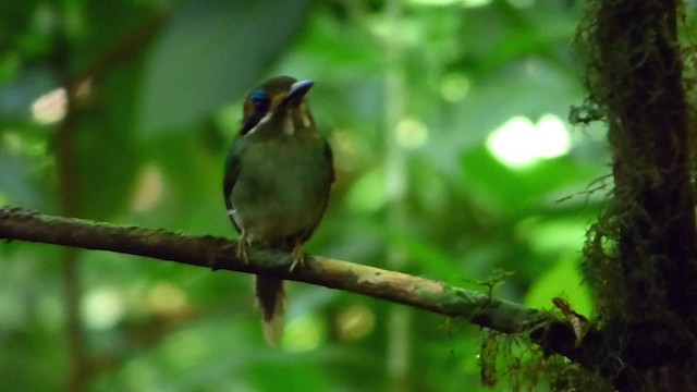 Tody Motmot - ML201087011