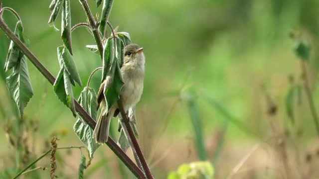 White-throated Flycatcher - ML201087031