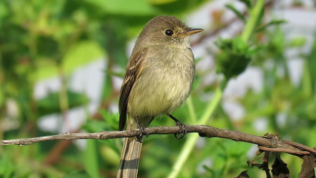 White-throated Flycatcher - ML201087041