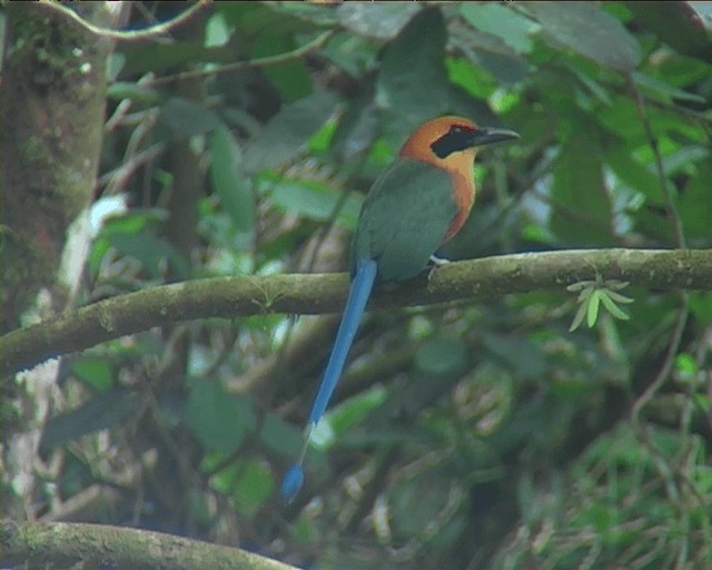 Motmot roux - ML201087081