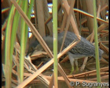 Garcilla Azulada (striata) - ML201087421