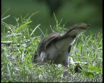 Bicolored Wren - ML201087551