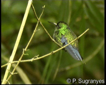 Western Emerald - ML201087651