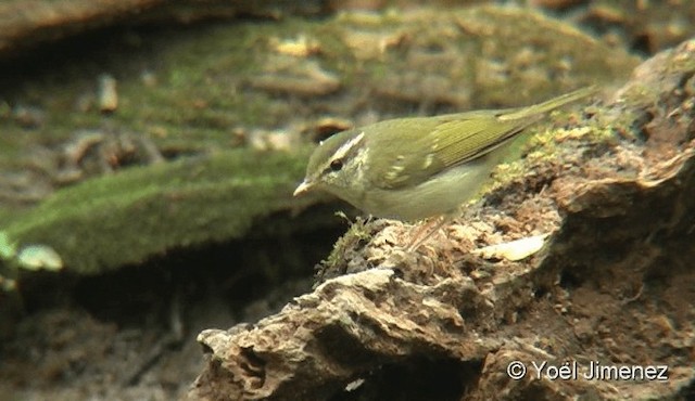 Mosquitero Paticlaro - ML201087731