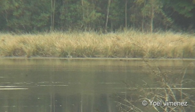 salangana himálajská (ssp. brevirostris/innominatus) - ML201087741