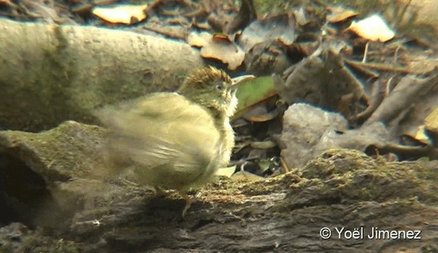 Gray-eyed Bulbul (Gray-eyed) - ML201087761