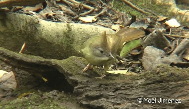 ノドジロカンムリヒヨドリ（pallidus グループ） - ML201087871