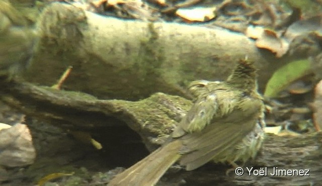 Gray-eyed Bulbul (Gray-eyed) - ML201087931