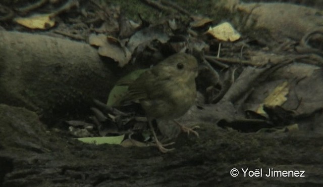 Buff-breasted Babbler - ML201087951