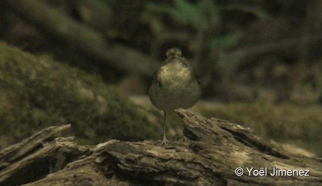 Siberian Blue Robin - ML201087961