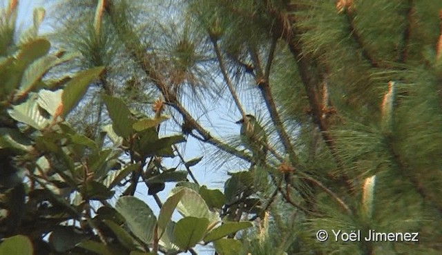 Eurasian Jay (White-faced) - ML201087971