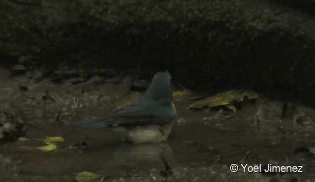 Indochinese Blue Flycatcher - ML201087981