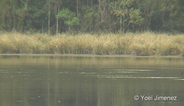 salangana himálajská (ssp. brevirostris/innominatus) - ML201088011