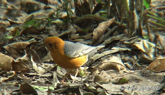 Orange-headed Thrush (Orange-headed) - ML201088051