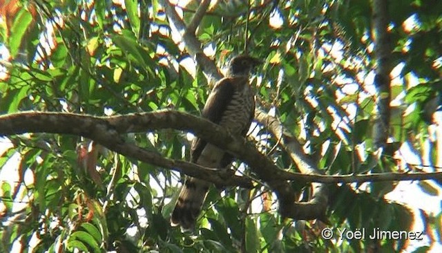 Large Hawk-Cuckoo - ML201088081