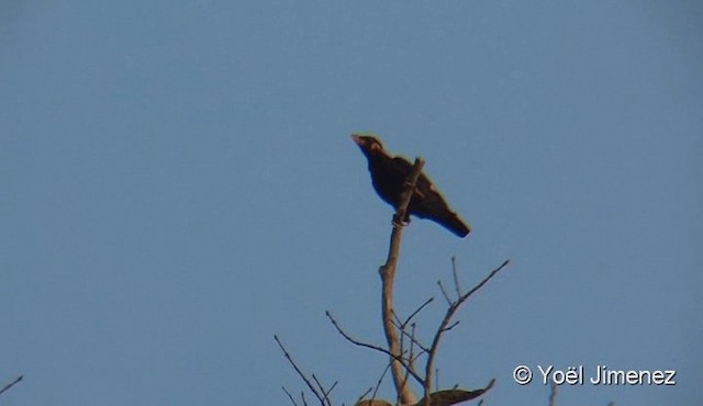 Common Hill Myna (Common) - ML201088091