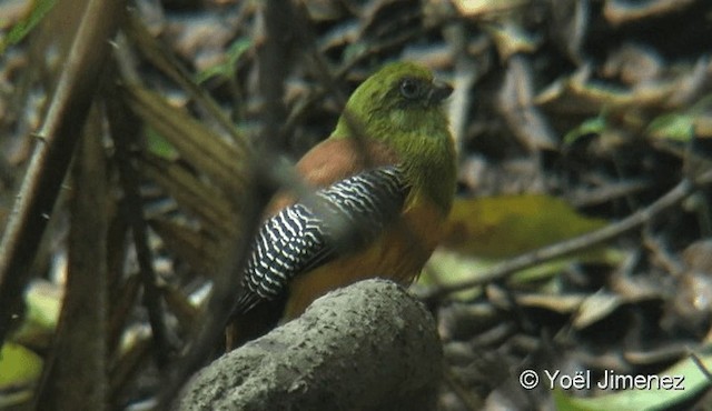 Orange-breasted Trogon - ML201088111