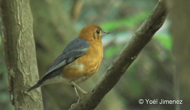 Orange-headed Thrush (Orange-headed) - ML201088131