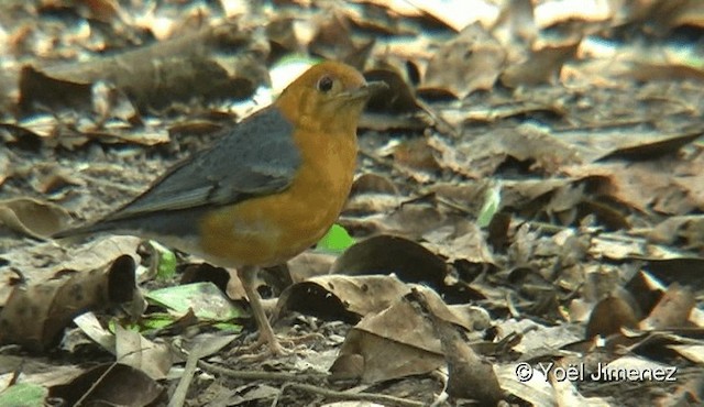 Orange-headed Thrush (Orange-headed) - ML201088171