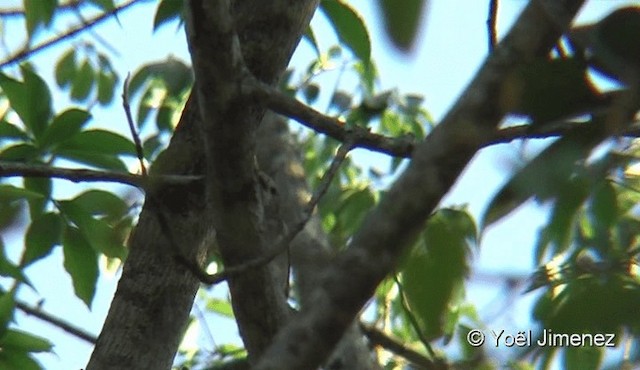 Minivet de Swinhoe - ML201088181