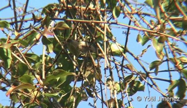 Cambodian Flowerpecker - ML201088201