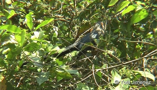 Green-billed Malkoha - ML201088221