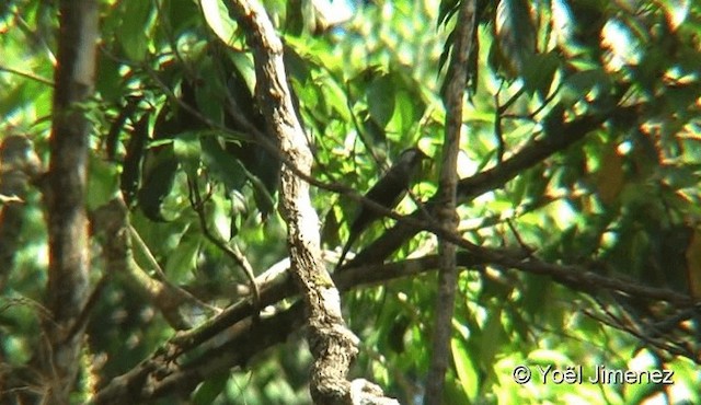 Black-winged Cuckooshrike - ML201088241