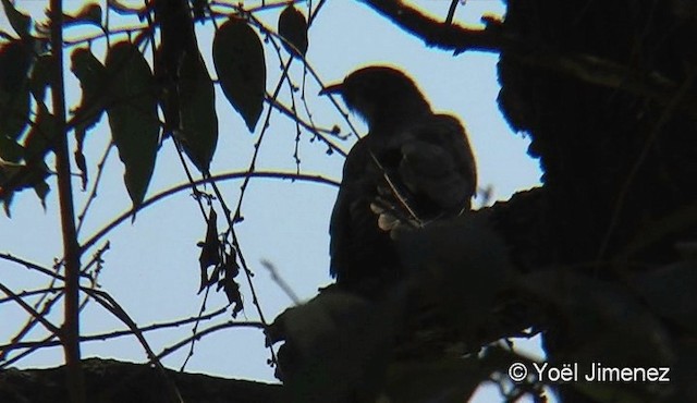 Large Hawk-Cuckoo - ML201088251