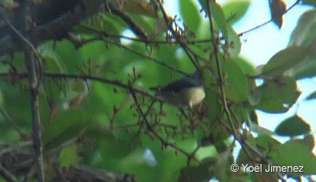 Cambodian Flowerpecker - ML201088261