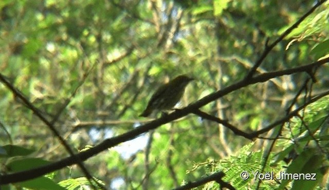 Yellow-vented Flowerpecker - ML201088271