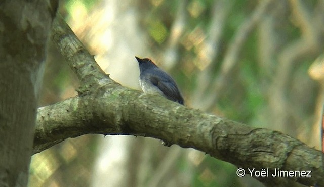 Hainan Blue Flycatcher - ML201088281