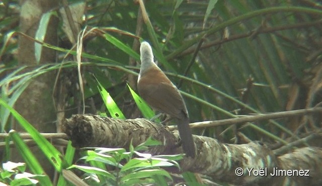 White-crested Laughingthrush - ML201088291