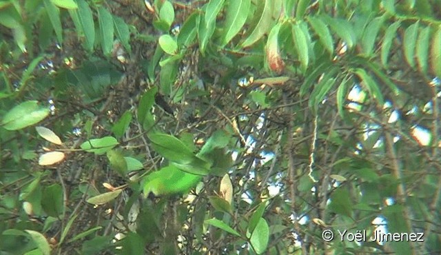 Blauflügel-Blattvogel - ML201088311