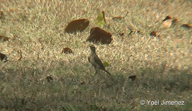 Richard's Pipit - ML201088321