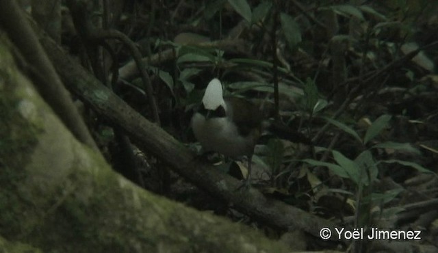 White-crested Laughingthrush - ML201088351