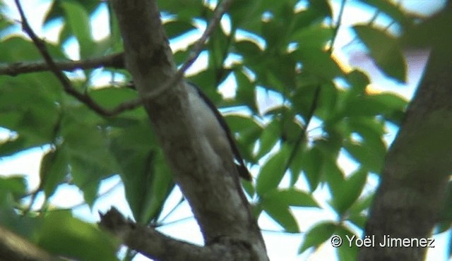 小灰山椒鳥 - ML201088381